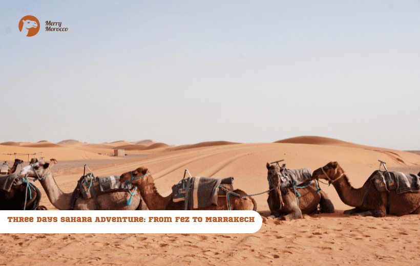 three Days Sahara Adventure: From Fez to Marrakech